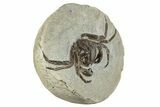 Fossil Crab (Pulalius) In Concretion - Washington #240461-3